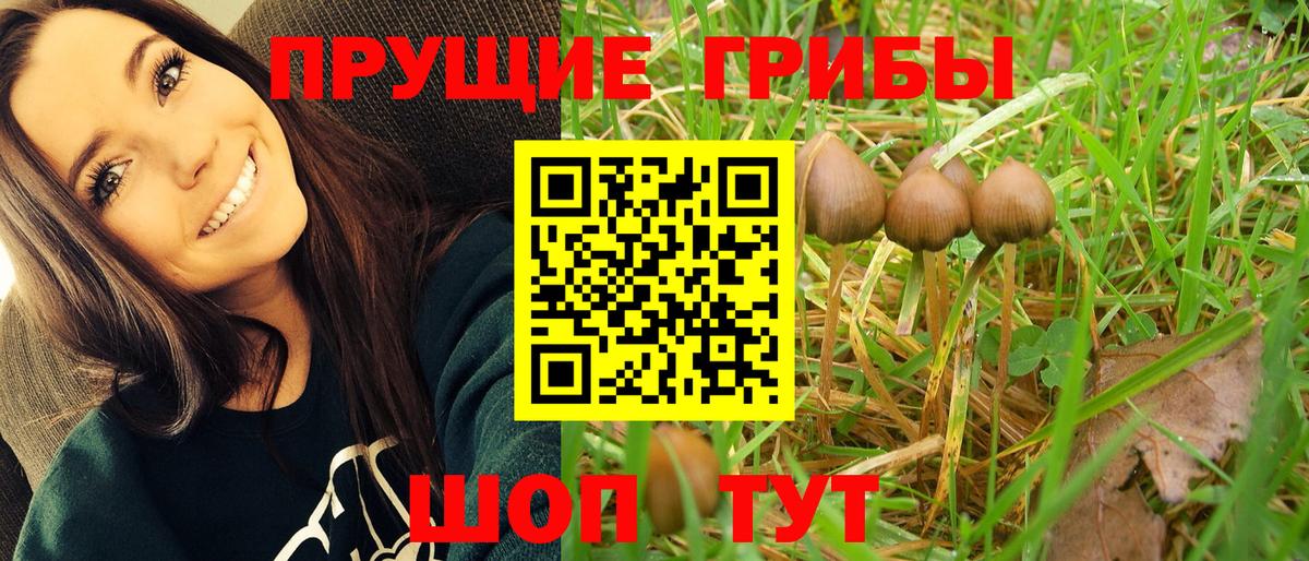 Псилоцибиновые грибы GOLDEN TEACHER  Галлюциногенные грибы мицелий  Кольчугино  Вход с VPN 